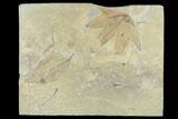 Two Fossil Leaves (Fraxinus And Platanus)- Green River Formation, Utah #118025-1
